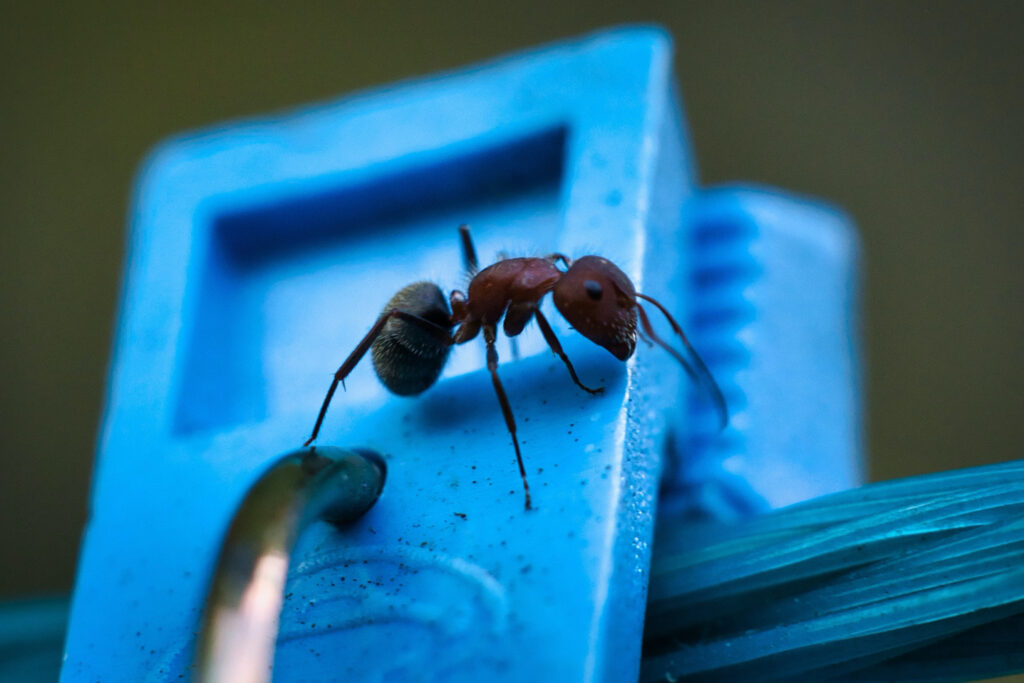 Ant Pest Control?