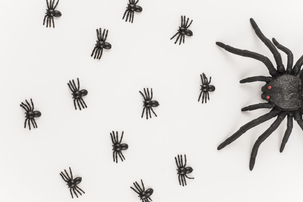 spider control cost