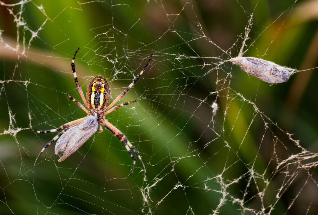 Spider Control Long Beach