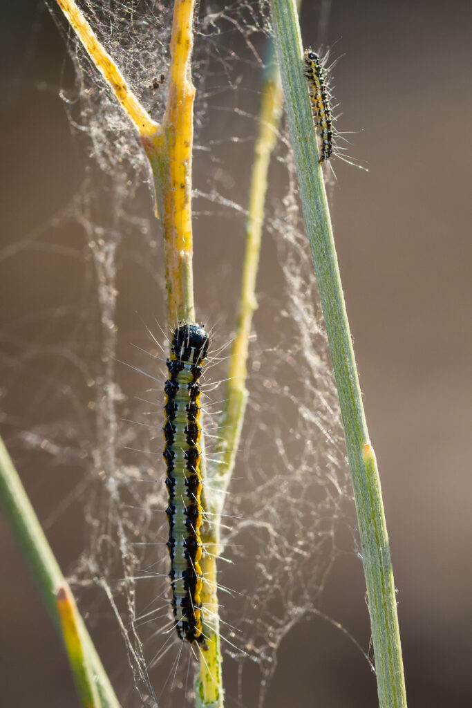 spider
